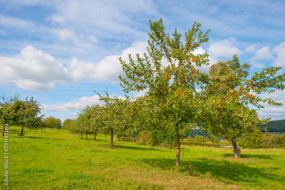 Apple trees in an orchard in a green meadow below a blue sky in sunlight in autumn Apple trees in an orchard in a green meadow below a blue sky in sunlight in autumn