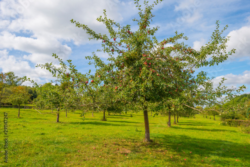 Apple trees in an orchard in a green meadow below a blue sky in sunlight in autumn