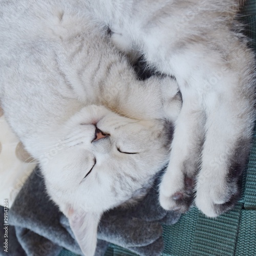 tired kitten