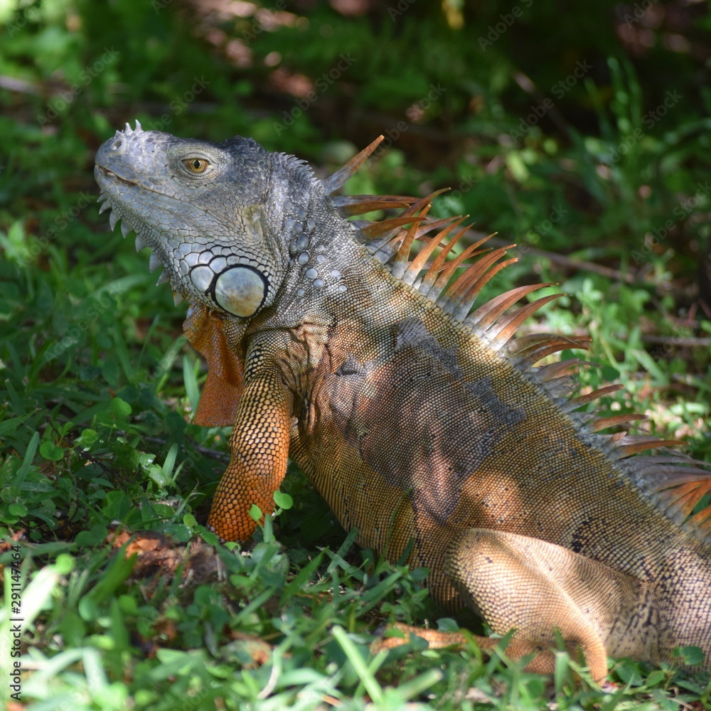 Obraz premium iguana
