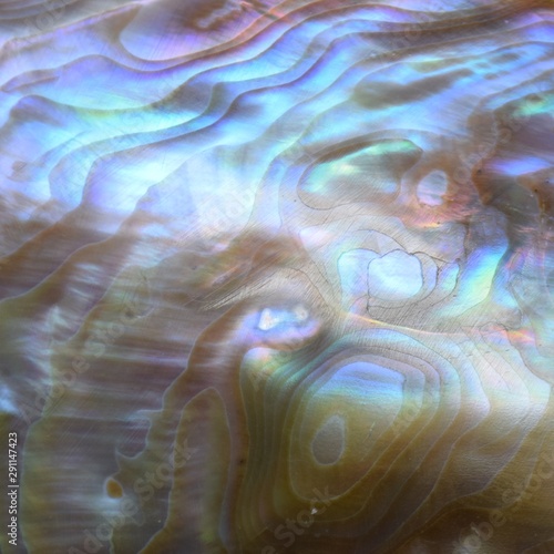 abalone shell