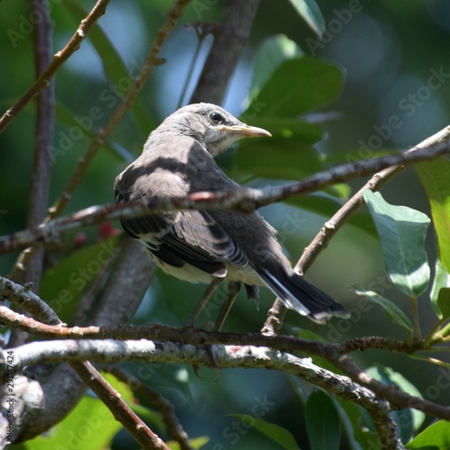 bird on a branch