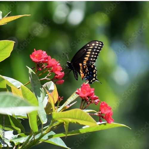 butterfly on flower