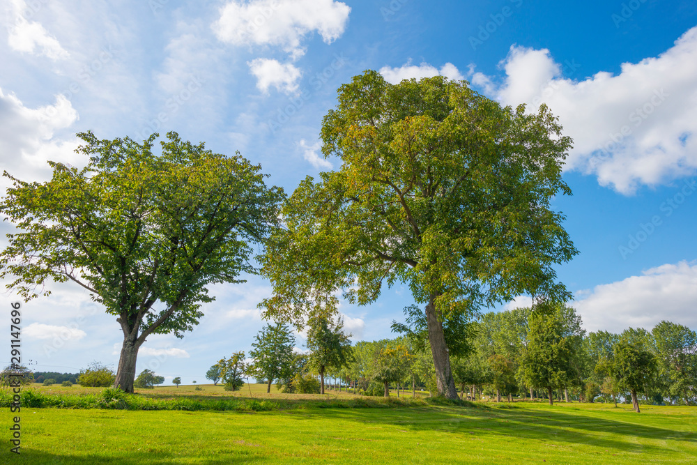 Trees in a meadow on a hill below a blue sky in sunlight in autumn