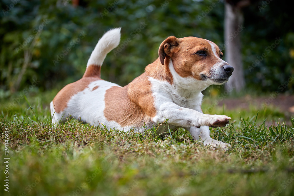 cute beautiful dog Jack Russell on a walk stretches