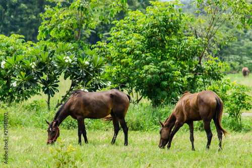 The horse is eating grass