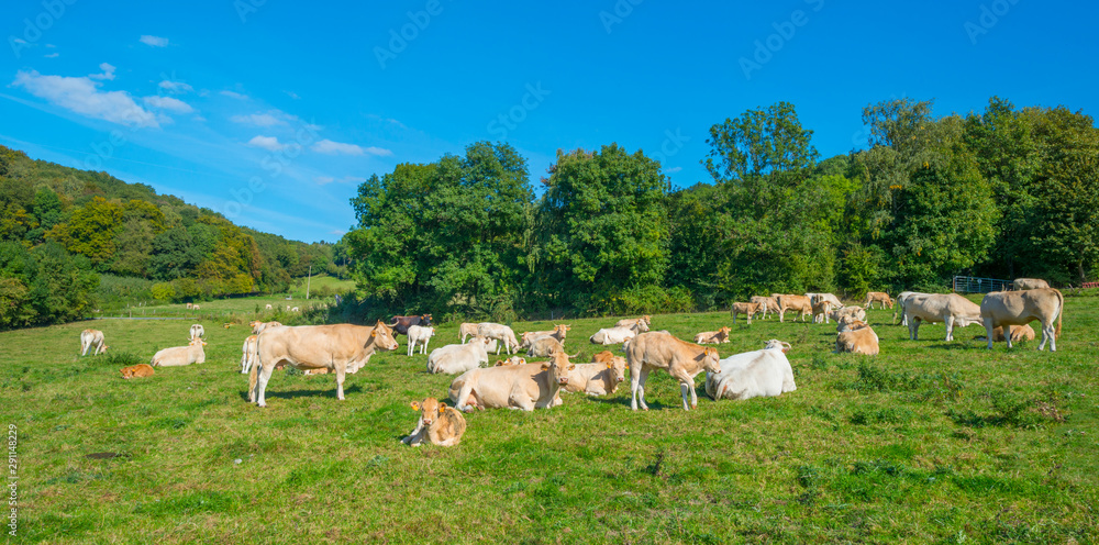 Obraz premium Herd of cows in a green meadow below a blue sky in sunlight in autumn
