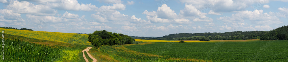 Panoramic view of the road in a field of sunflowers and corn overlooking a green forest. Cherkasy region, Ukraine