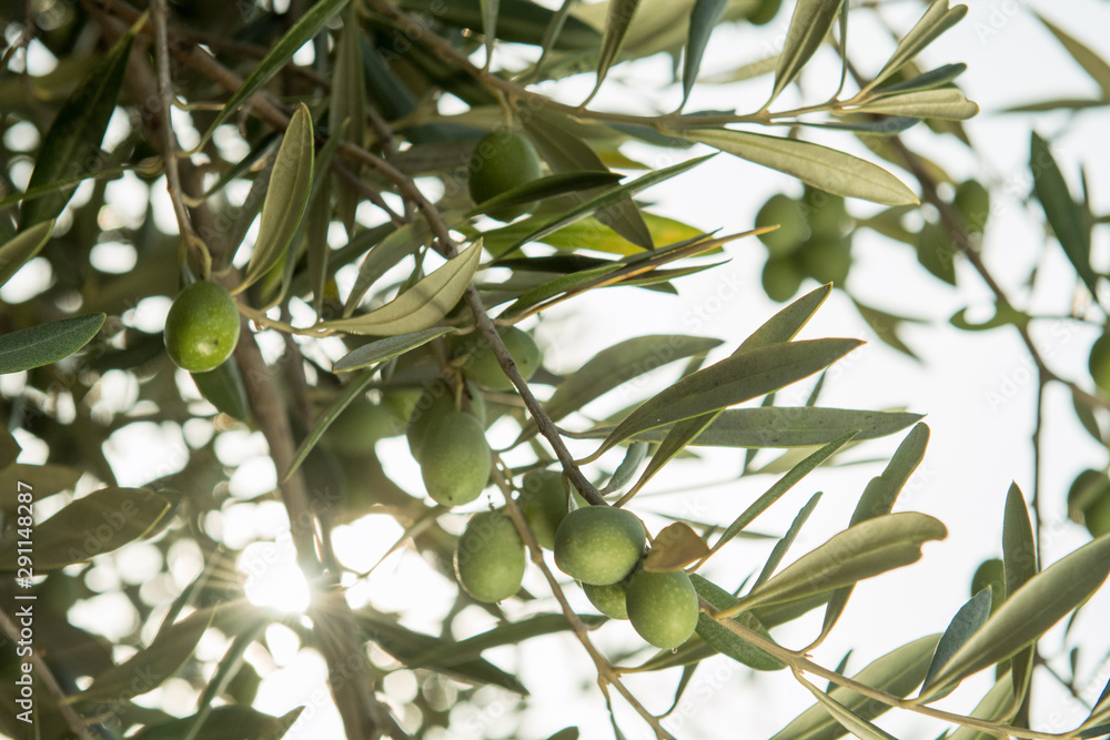 Olive tree full of ripe olives before harvest. Olive tree full of ripe olives before harvest.