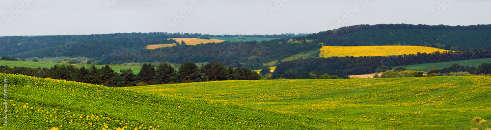 Landscape with fields of corn, sunflowers overlooking a green forest. Cherkasy region, Ukraine