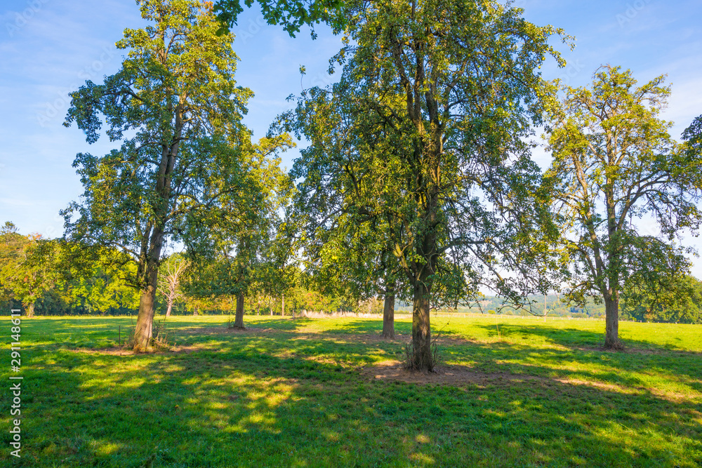 Naklejka premium Trees in a meadow on a hill below a blue sky in sunlight in autumn