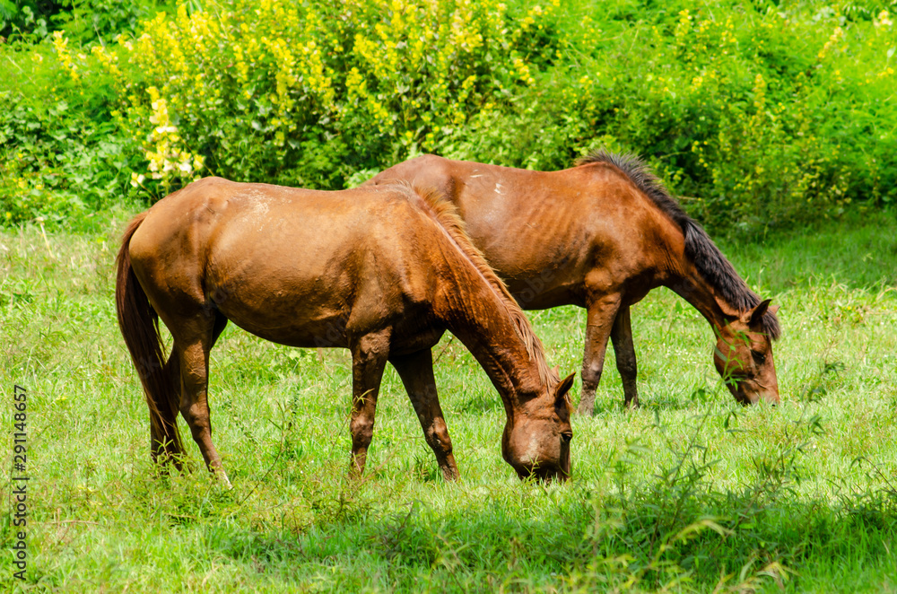 Fototapeta premium The horse is eating grass