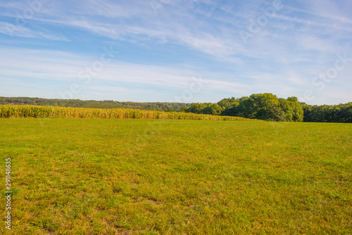 Trees in a meadow on a hill below a blue sky in sunlight in autumn