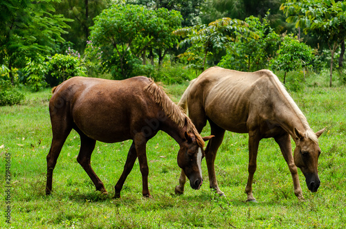 The horse is eating grass