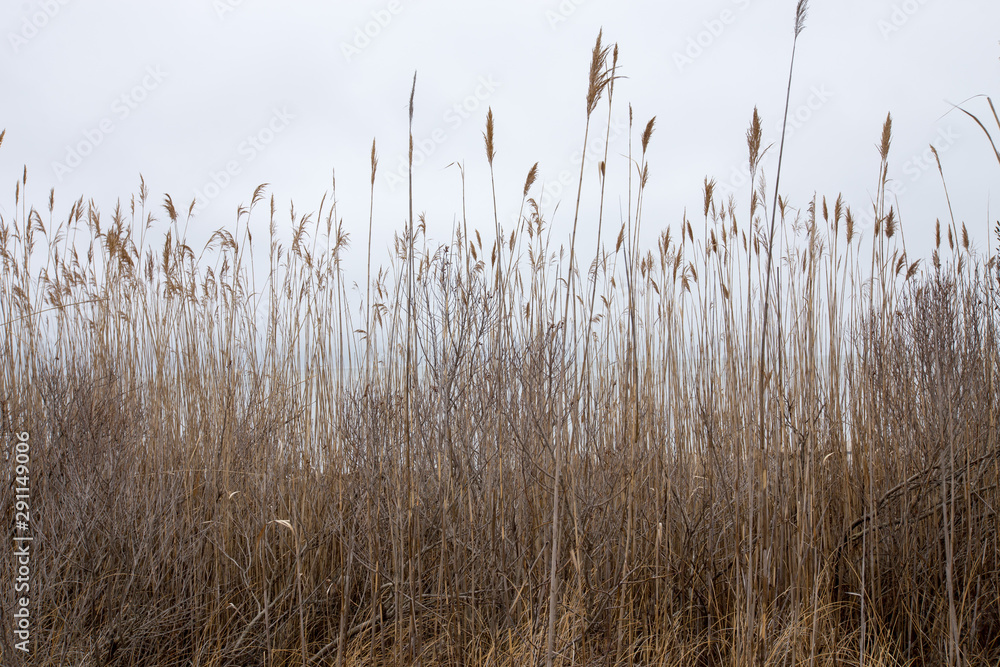 Fototapeta dried reeds along the shore of the chesapeake bay in calvert county maryland usa