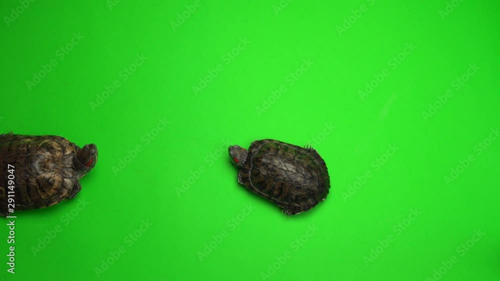Turtle trachemys on a green background screen Turtle trachemys on a green background screen
