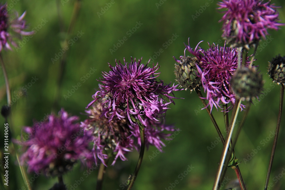 Fototapeta premium Summer field grasses and flowers