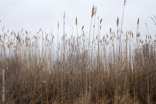 dried reeds along the shore of the chesapeake bay in calvert county maryland usa