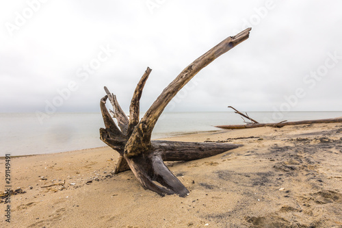 driftwood on a chesapeake bay beach on a calm winter day calvert county maryland usa