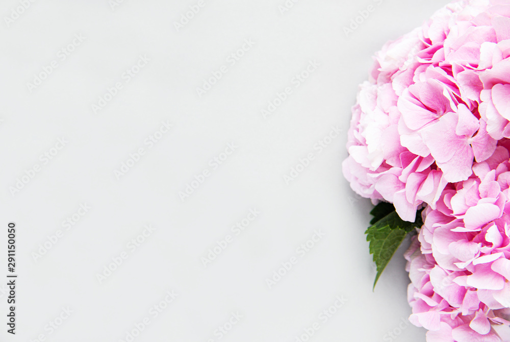 Pink flowers of hydrangea Pink flowers of hydrangea