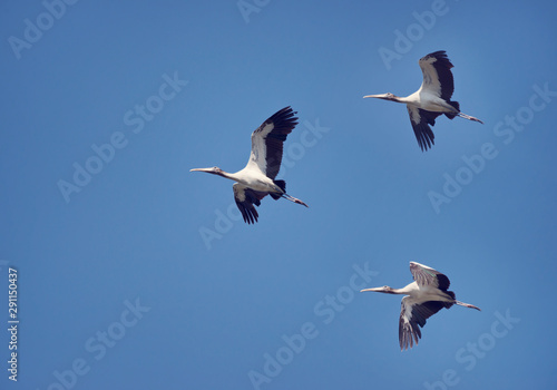  Wood Storks in flight