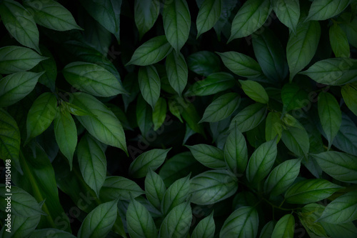 Green leaf background. Tropical leaves in the morning.Abstract green leaves texture and wallpaper,environment,good air.photo concept nature and plant.