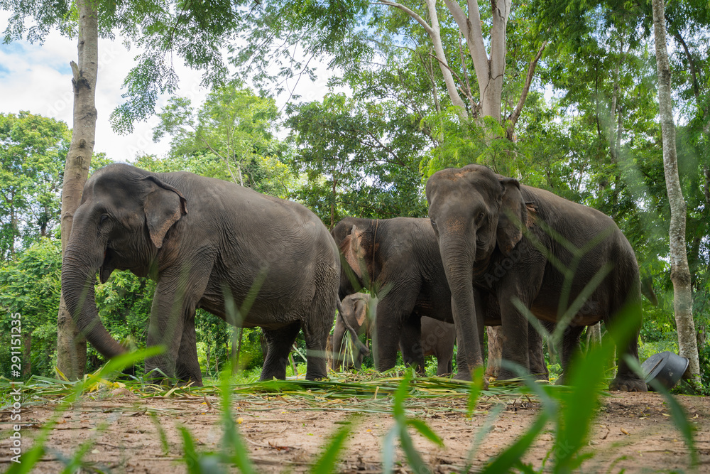 Obraz premium Group of Elephants in the forest sanctuary environment are eating bamboo and sugarcane. Animal and wildlife photo.