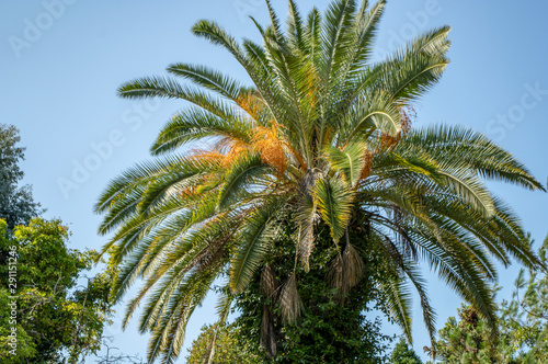 Palm leaves against the blue sky. Beautiful tropical background.