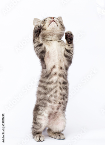cute striped kitten looks up on a white background