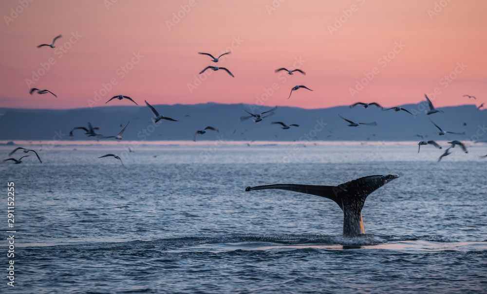 Naklejka premium Humpback whales in the beautiful sunset landscape