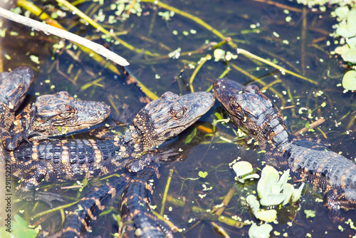 Baby alligators in a swamp