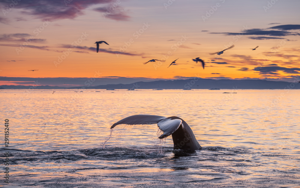 Humpback whales in the beautiful sunset landscape