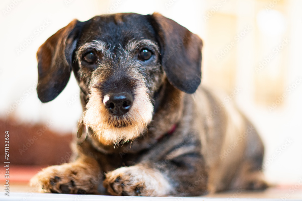 Dachshund looking curious into the camera Dachshund looking curious into the camera
