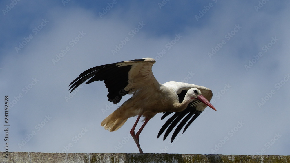 Naklejka premium Cygogne