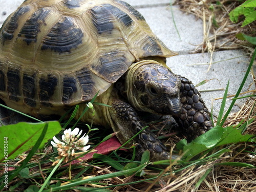 Tortoise in the grass