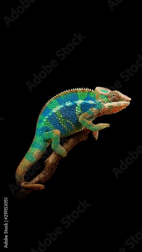 chameleon isolated on white background © Mahadi