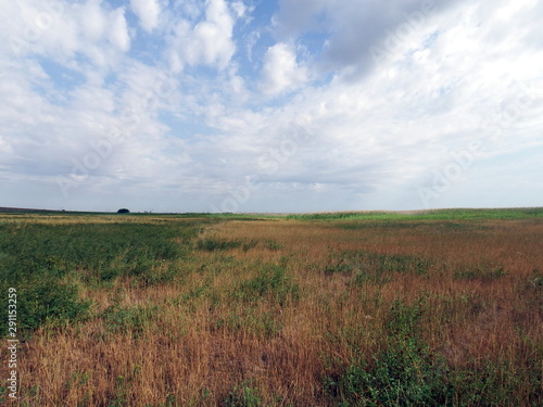 Field with yellow grass and sky