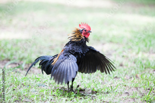 The style of the Thai jungle fowl