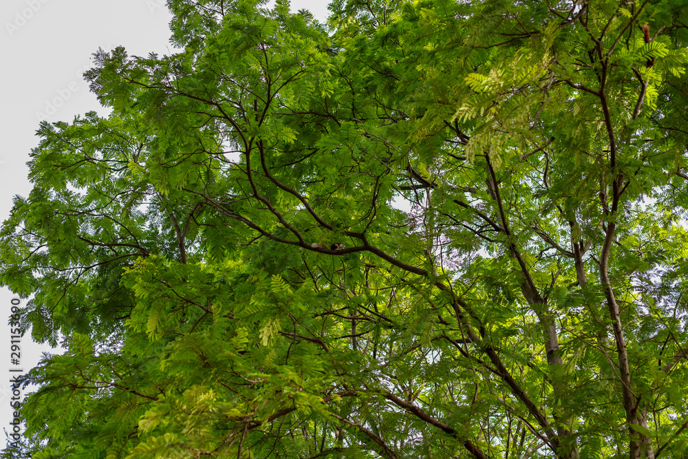 Fototapeta premium Green tree background have leaf and stick in nature tone