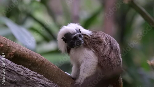 A Cotton Top Tamarin (Saguinus oedipus) is scratching in slow mo on a tree trunk at Singapore river safari. photo