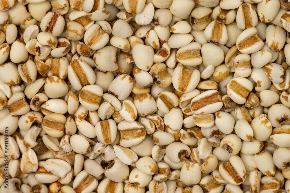 Macro image of job's tears plant knows as lachryma-jobi as a natural healthy food background.