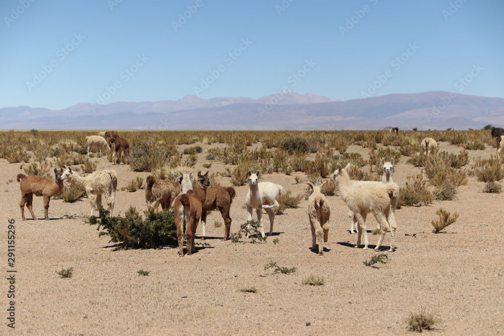 Llamas and alpacas in the desert Llamas and alpacas in the desert