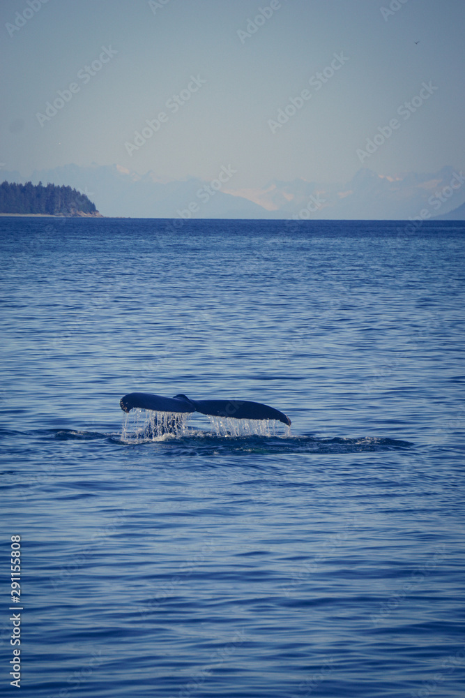 Fototapeta premium Humpback whale in Juneau, Southeast Alaska