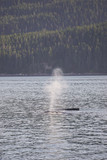 Humpback whale in Glacier Bay National Park, Alaska
