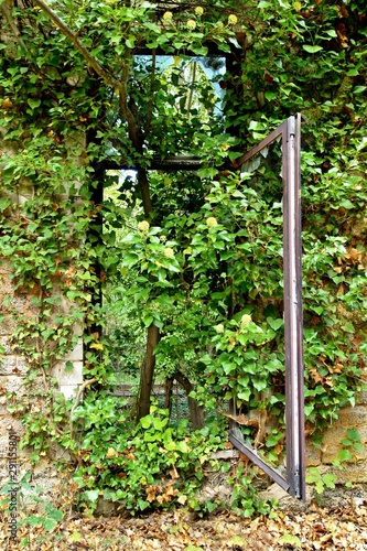 Fototapeta Naklejka Na Ścianę i Meble -  Ruins, old ruined abandoned house with vegetation. destroyed old run-down deserted empty house facade with wild green plant growing through window without glass. vertical picture, merging with nature