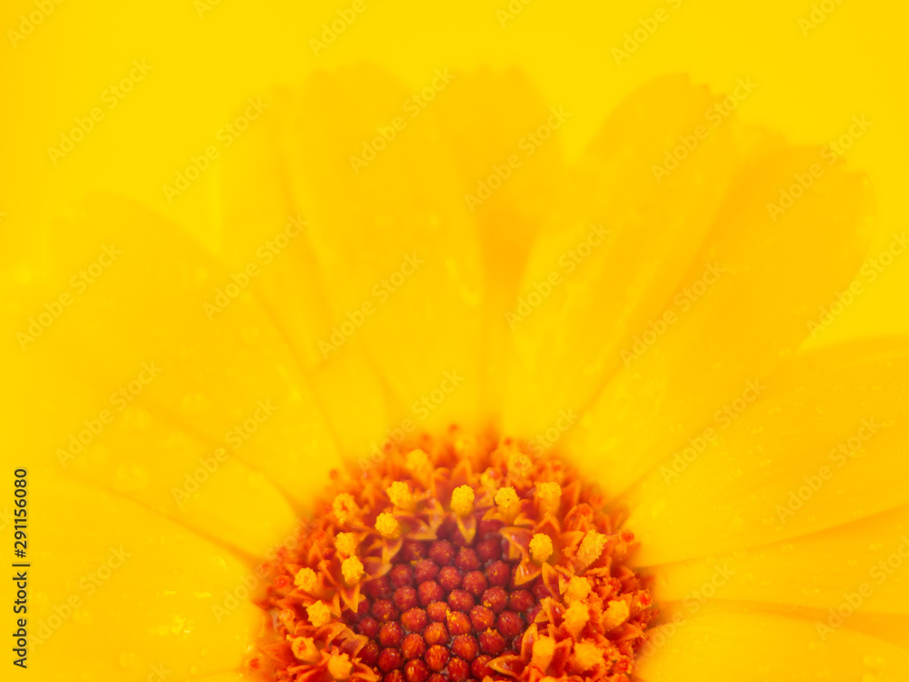 Yellow flower on yellow background. Macro photography. Yellow flower on yellow background. Macro photography.