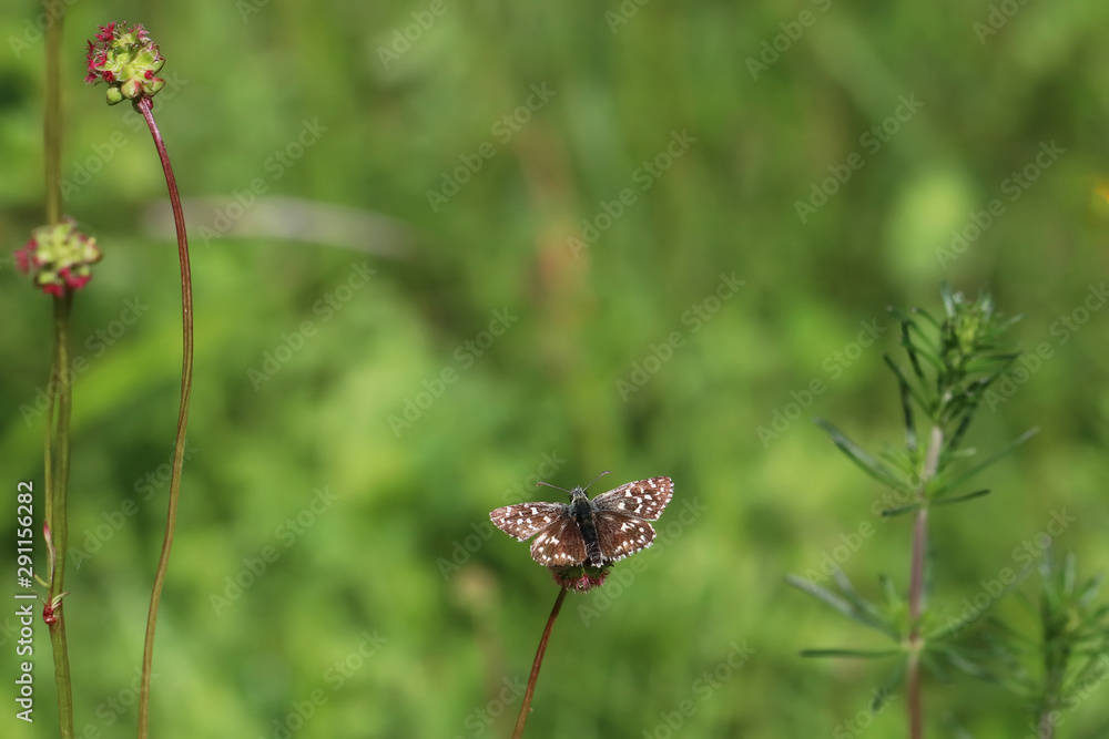 Fototapeta premium mimétisme 