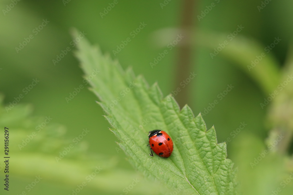 Fototapeta premium l'ortie et la coccinelle