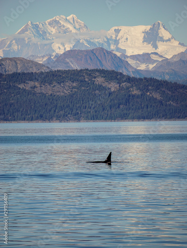 Killer whales in Glacier Bay, Alaska