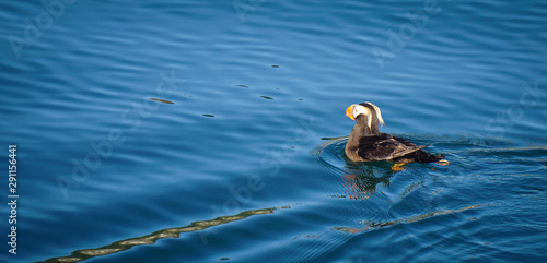 A tufted puffin in Glacier Bay National Park, Southeast Alaska. 